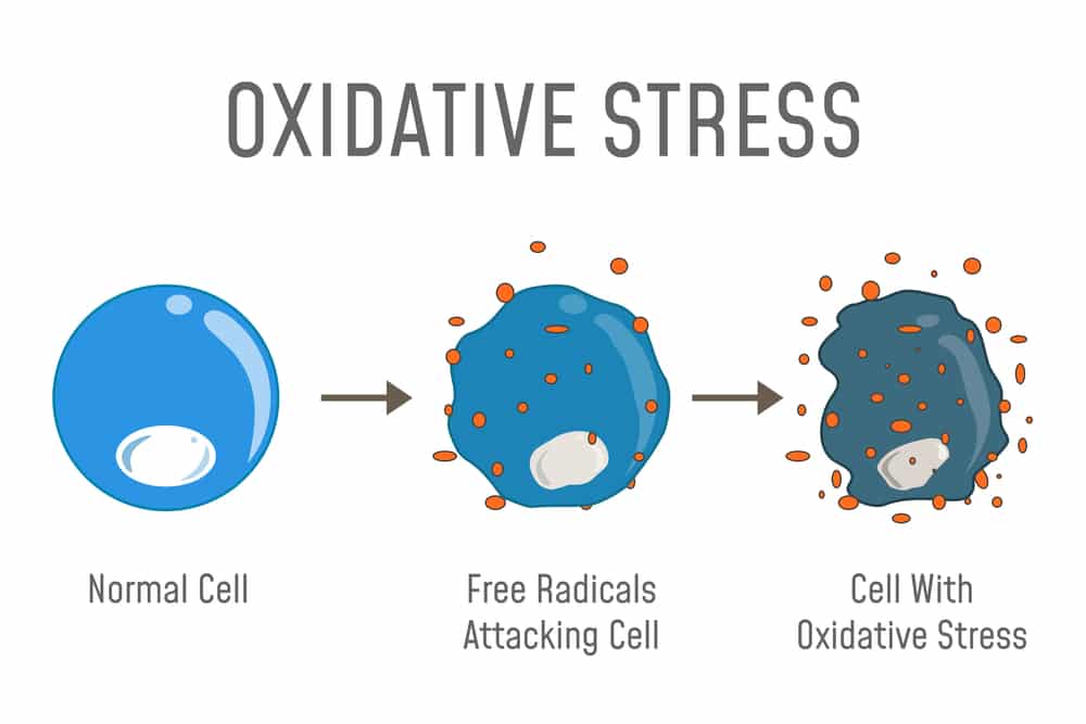 what is cellular oxidation what is cellular oxidation